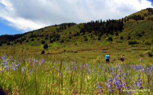 Hikers in a field of penstemmon, Jeffco Open Space