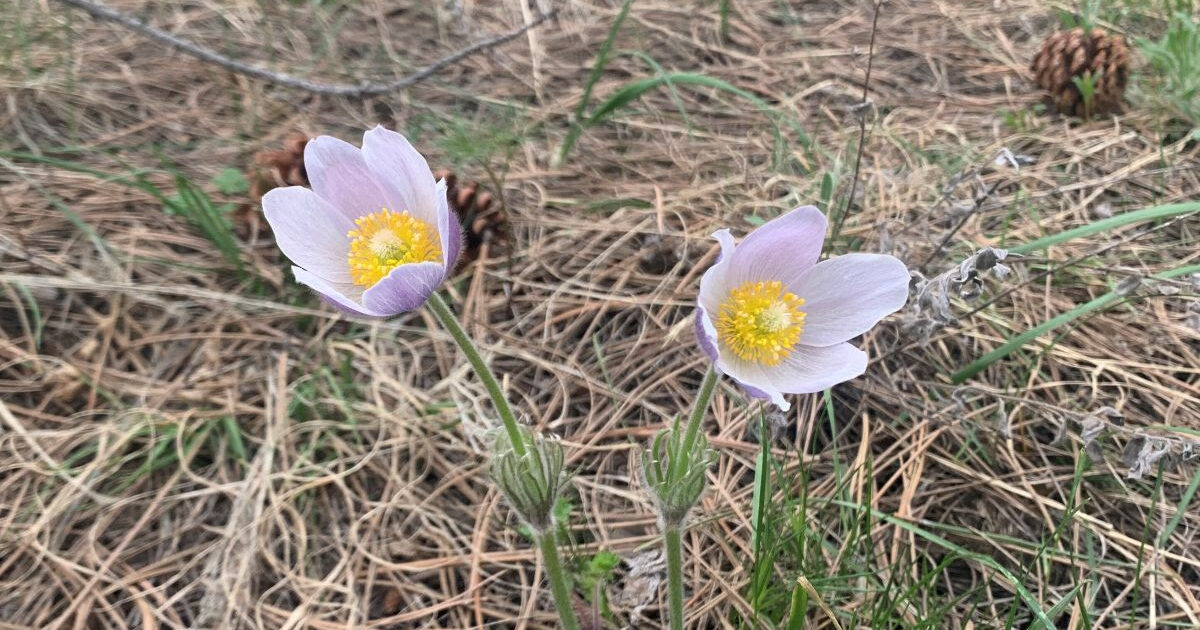 Pasque Flower