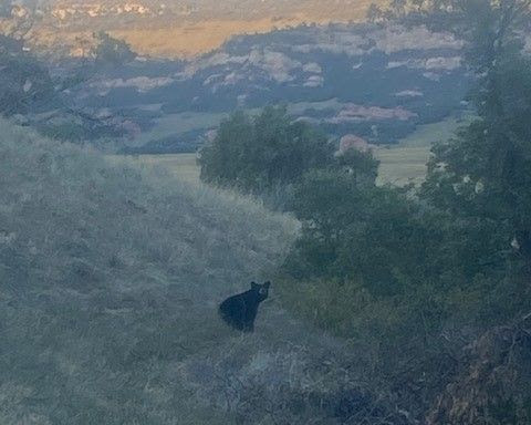 Black bear sighting in Deer Creek OS Park, Oct 2022