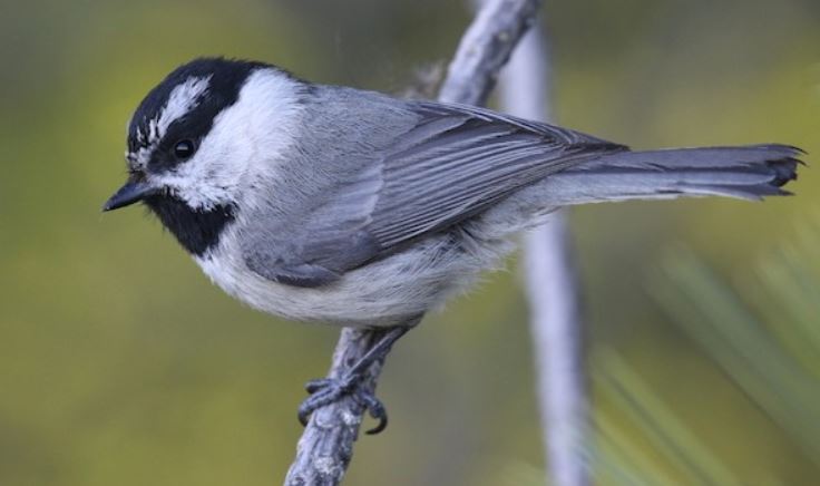 Mountain Chickadee, photo courtesy of eBird