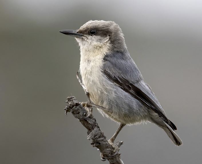 Pygmy Nuthatch, photo courtesy of eBird