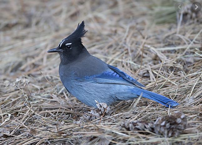 Stellar's Jay, photo courtesy of Boulder Audubon