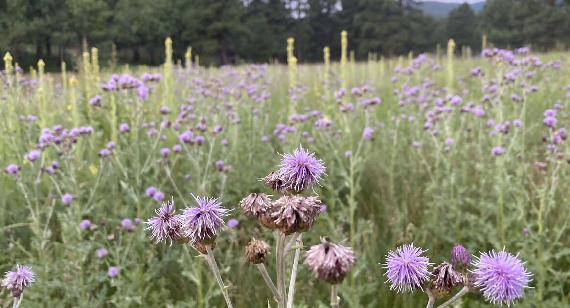 Thistle & mullein patch