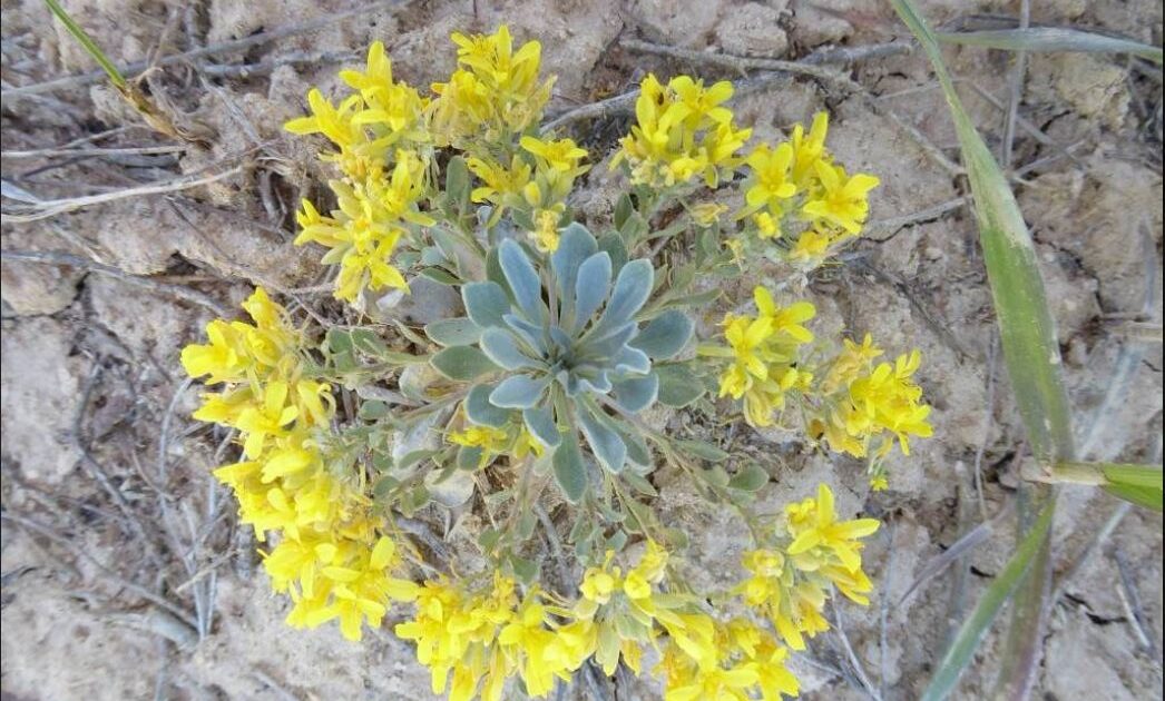 Misidentified Mustard - unique bladderpod in Jeffco_Pam Smith CNHP