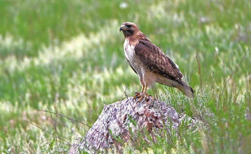 Redtail Hawk