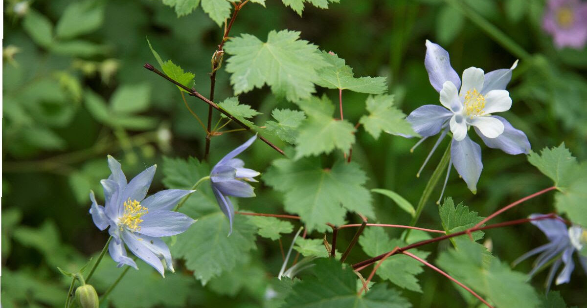 Columbine, mutant