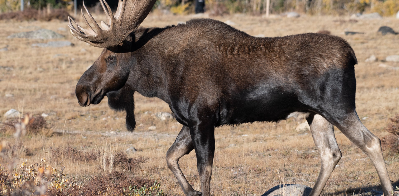 Bull moose standing in a field
