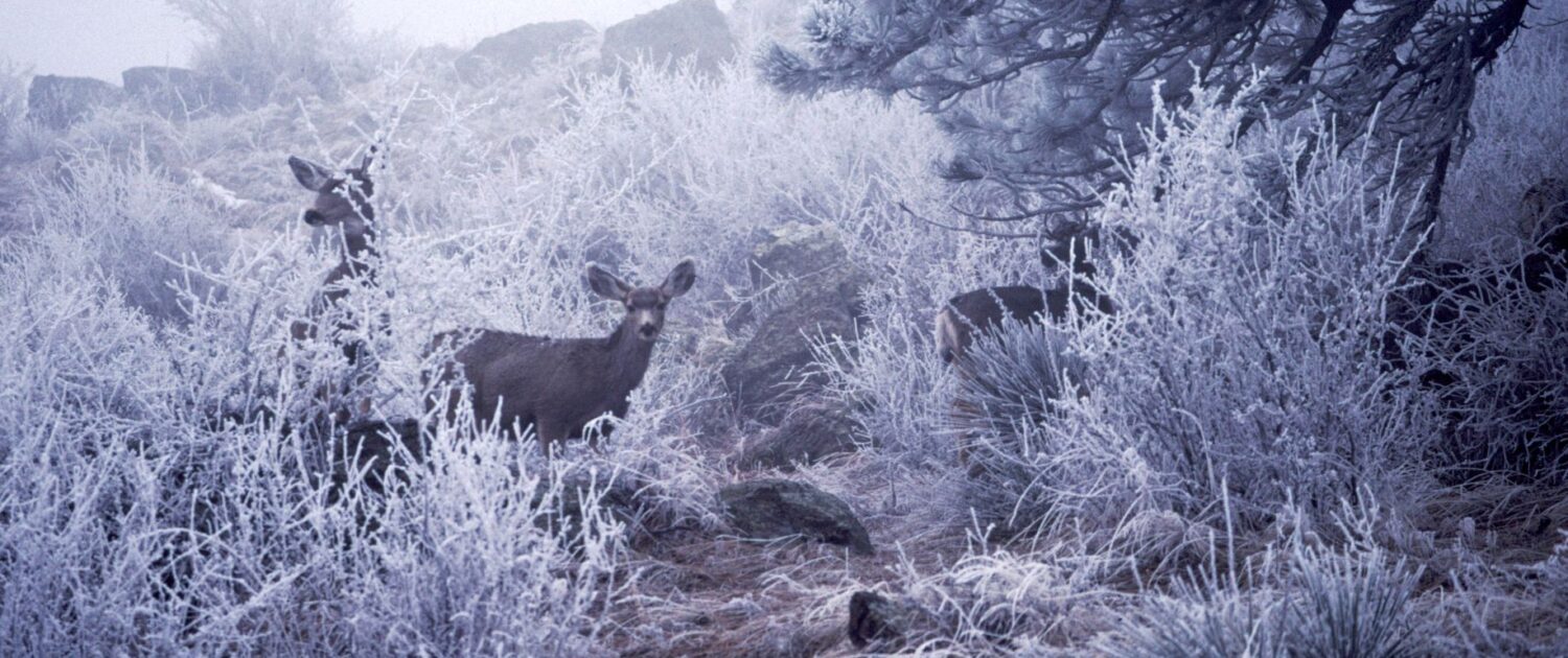 Deer in hoarfrost, Hildebrand Park