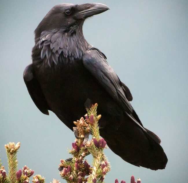 Common Raven, photo by Kent Miller