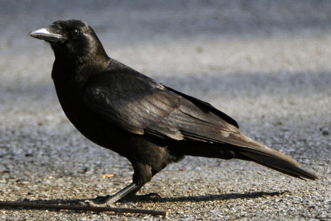 Crow on driveway