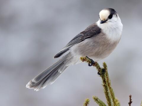 Gray Jay, photo from Cornell Lab of Ornithology