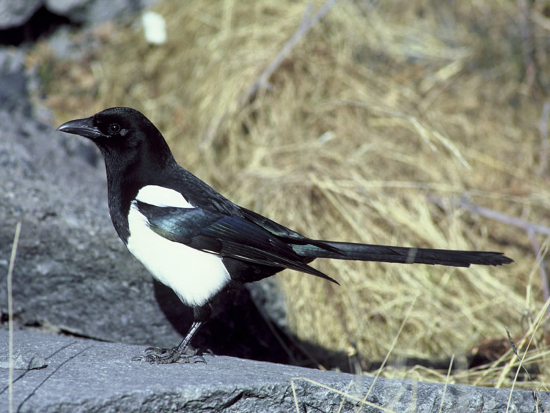 Black-billed Magpie, photo from National Park Service